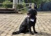 Cão mascote do Sesi tem credencial e acompanha os seguranças nas rondas Cão Mascote do Sesi