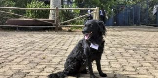 Cão mascote do Sesi tem credencial e acompanha os seguranças nas rondas Cão Mascote do Sesi