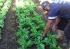 Hortas comunitárias garantem verduras e legumes orgânicos em 13 bairros Hortas comunitárias