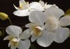 46ª Exposição Nacional de Orquídeas de Marília começa nessa sexta