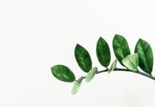 5 dicas de alimentos saudáveis alternativos para ajudar a salvar o planeta