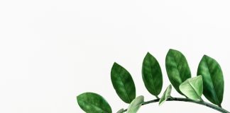 5 dicas de alimentos saudáveis alternativos para ajudar a salvar o planeta