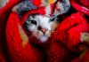 Frio finalmente chegou? Confira a previsão da semana Frio previsão do tempo