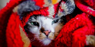 Frio finalmente chegou? Confira a previsão da semana Frio previsão do tempo