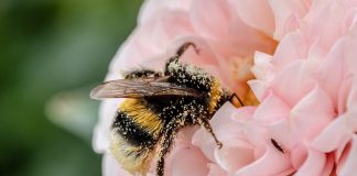 abelha-viveiro-marilia-1