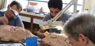 Museu de Marília estuda novos fósseis de aves encontrados na região
