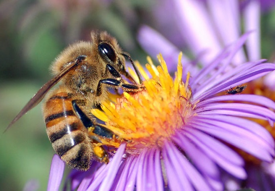maracujá-viveiro-marilia-abelha