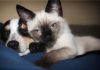 Bauru terá feira de adoção de cães e gatos neste final de semana Feira de adoção de cães e gatos em Bauru. (Foto: Pixabay/Joy617)