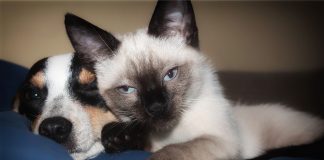 Bauru terá feira de adoção de cães e gatos neste final de semana Feira de adoção de cães e gatos em Bauru. (Foto: Pixabay/Joy617)
