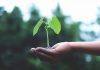 Confira as atividades da Semana do Meio Ambiente em Bauru