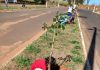 Ação de cuidado ao meio ambiente planta mais de 20 mudas nativas em Marília
