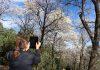 Florescer de Ipês encantam visitantes do Bosque Municipal de Marília
