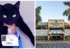 Gata que frequenta universidade em Marília é ‘promovida’ a mascote oficial e ganha até crachá