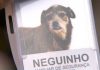 Pets conquistam título de “funcionário do mês” em Marília