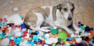 Projeto Eco Patinhas está arrecadando tampas plásticas para reciclar e angariar fundos para a castração de animais. (Foto: Acervo Pessoal)