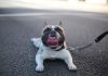 Campanha de vacinação contra a raiva começa neste sábado (17) Campanha de vacinação contra a raiva começa neste sábado (17)