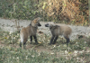 Chegada de filhotes de Lobo-Guará é comemorada junto aos 39 anos do Zoo de Bauru Lobo-Guará Zoo Bauru