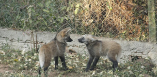 Chegada de filhotes de Lobo-Guará é comemorada junto aos 39 anos do Zoo de Bauru Lobo-Guará Zoo Bauru