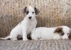 Sábado tem feira de Adoção de Animais na Praça do Mercado Municipal!