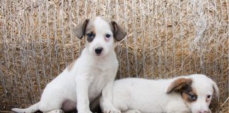 Sábado tem feira de Adoção de Animais na Praça do Mercado Municipal!