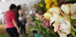 Vem aí a 25ª edição da Feira do Verde em Botucatu
