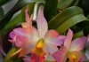Palestra de cuidados básicos com plantas e flores no 1° Festival de Orquídeas