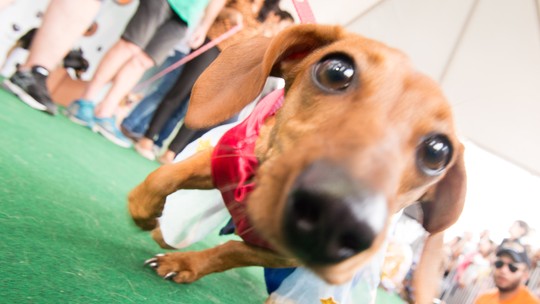 Conheça 5 entidades e ONGs de Jundiaí que promovem a adoção responsável de animais