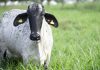 Leite A2A2 é encontrado após Pai fazer DNA em Vacas.