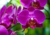 Mostra de Orquídeas terá exposição e oficinas sobre culti