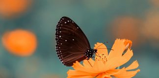 Não acumule o que escurece a alma e amarela o sorriso. Acumule o que perfuma a vida!