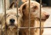 Instituição Adasfa realiza campanha de adoção de animais neste sábado em Aracaju