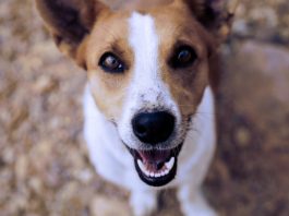 60 cães e gatos resgatados aguardam adoção no CCZ cães-e-gatos-resgatado