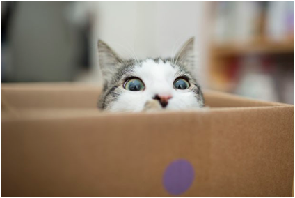 gato em caixa para adoção