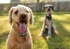 Veterinária dá dicas de como se preparar para adotar um pet veterinária
