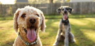 Veterinária dá dicas de como se preparar para adotar um pet veterinária