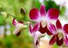 6ª Exposição de Orquídeas da Primavera colore fim de semana