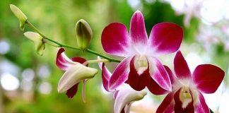 6ª Exposição de Orquídeas da Primavera colore fim de semana