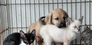 Evento beneficiente arrecada para animais doações na Feira Sergipe