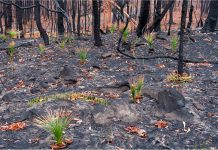 Esperança: fotógrafo compartilha imagens otimistas após incêndio na Austrália