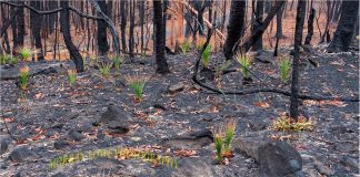 Esperança: fotógrafo compartilha imagens otimistas após incêndio na Austrália