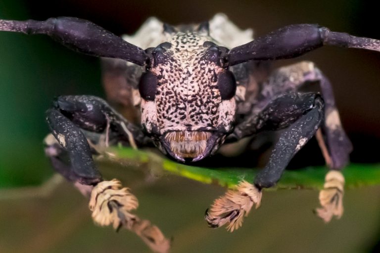 ‘Besouro-escorpião’: espécie raríssima é encontrada apenas em Botucatu e no Peru