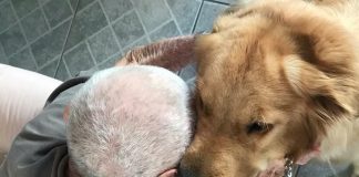 Cão Cidadão: a terapia do carinho