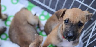 Conheça Ongs que estão cuidados de animais em Aracaju e faça sua doação
