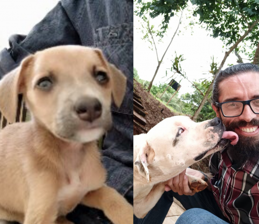 Palhinha: quando resgatar animais vai além da profissão