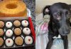 Ajude a Pituca: prudentina vende doces para custear cirurgia de cachorrinha