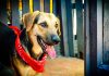 ONG que já ajudou milhares de animais abandonados em Jaú completa 20 anos