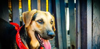 ONG que já ajudou milhares de animais abandonados em Jaú completa 20 anos