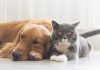 Canil oferece gratuitamente castração de cães e gatos em Birigui