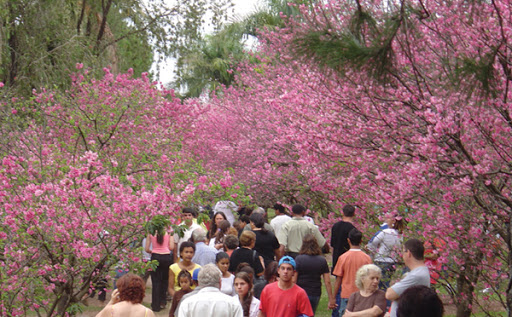 Folclore das Flores: conheça a cultura que atrai muitos turistas a Garça