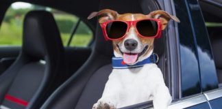 Os Pets lençoenses já podem viajar com mais segurança